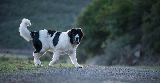 Landseer vs Newfoundland: 3 Key Differences
