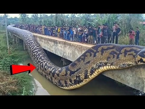 ये है दुनिया का सबसे बड़ा सांप, देखकर यकीन नहीं होगा | Largest snakes in the world in Hindi