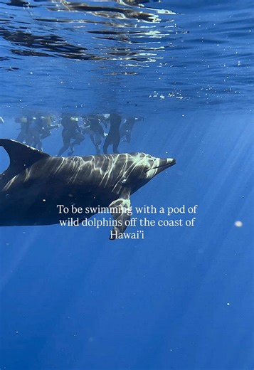 Send this to someone you want to swim with wild dolphins with in Hawai’i 🌺🐬 Join our tours at hawaiidolphin.com #fyp #hawaii #new #oahu #swimwithdolphins #dolphin #tourboat