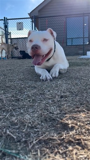 Dozer D had the time of his life at the adoption event today! Enjoy this little clip of the cutest land hippo around! Check out Dozer and all his friends at www.fsmah.org/adopt | Fort Smith Animal Haven