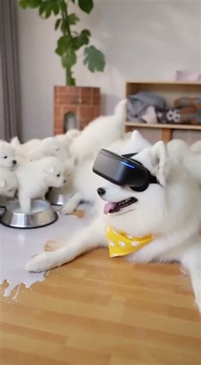 Dog Mom wasn't ready for Virtual Reality