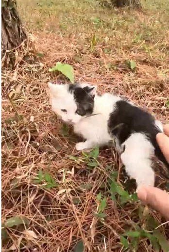 Rescue Story: Shy Kitten Found in the Park