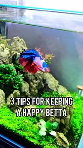 61K views · 1.4K reactions | Have you ever kept a Betta? Unfortunately, it’s pretty common to see bettas being improperly cared for  Our goal is for them to be comfortable and happy! A planted tank with tons of hiding spots, optimal water flow, & a heater is the perfect home for a betta fish  What tips did we miss? #bettafish #betta #petfish #aquascaping #aquascape #fishkeeping | Buce Plant | Facebook