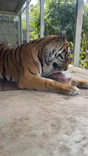 3.4K views · 140 reactions | Keeping cool on a warm day ☀️ Nothing like a tiger-sized iceblock 流 Tigers tongues are covered in tiny nodules called papillae, which assist with stripping hide and meat from their prey item.If you listen closely you can hear the papillae working on the ice treat. (Sounds like sand paper). #tiger #conservation #staycool | Ballarat Wildlife Park | Facebook