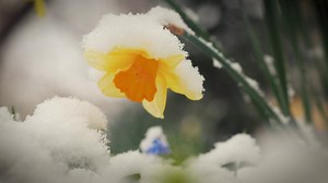 8K views · 572 reactions | Snow-dusted blossoms following a late April snowfall on campus. | Cornell University | Facebook