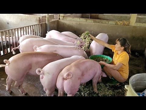 Banana trees are the favorite food of big fat pigs. (Episode 94).