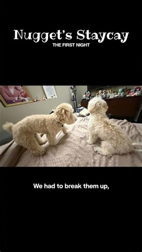 Will Lucky’s bestie get a good night’s rest?