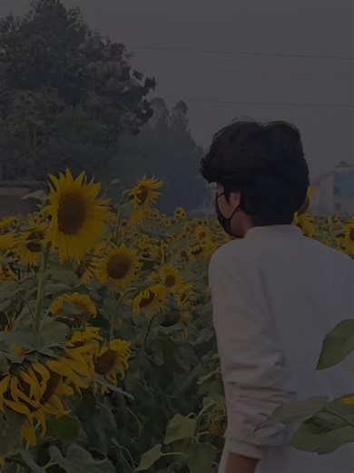 Exploring the Beauty of Rangpur Sunflowers