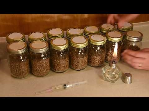 Mushroom culture demonstration - Liquid culture to Grain inoculation