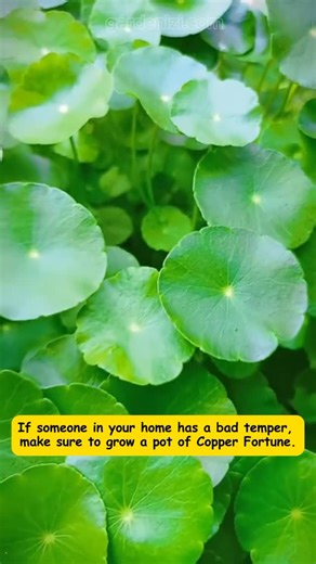 Seed to Flower on Instagram: "Lucky charm for your garden and your wallet – Copper Fortune Seeds on special offer now. 🍀🪴 👉 Comment “COIN” below and check your DMs—I’ll send you the product link right away! #garden #gardening #gardenizi #gardeningtips"