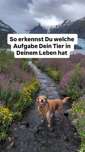Die Aufgabe Deines Tieres ⬇️ Dein Tier ist nicht einfach „da“. Es ist mit einer Aufgabe in Dein Leben gekommen. Und diese Aufgabe hat immer mit Dir zu tun. Tiere folgen keiner Logik. Sie folgen Energie. Sie spüren, wo etwas aus dem Gleichgewicht geraten ist – und wo Heilung, Erdung oder Erinnerung gebraucht wird. Manche Tiere bringen Ruhe in Dein System. Andere zeigen Dir Grenzen, die Du selbst nicht lebst. Wieder andere tragen Themen für Dich mit, die Du lange nicht anschauen konntest. Ganz sti