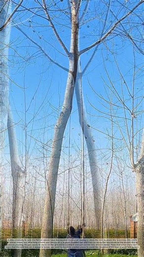 Homemade handsaw for pruning tall tree branches