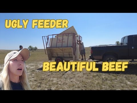 When Your ‘New’ Feeder Looks Like It Survived a Tornado… But It Works