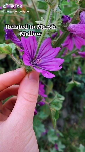 Identifying the Mallow Plant: A Guide to Foraging and Uses