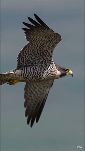 World Fastest Hunting Bird PEREGRINE FALCON