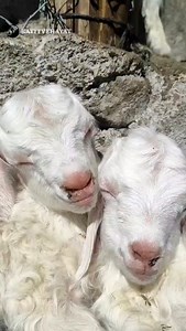 So Cute Baby Goats 😴🥰 .... #cuteanimals #funnyanimals #Oğlak #goat #keçi | kayitvehayat