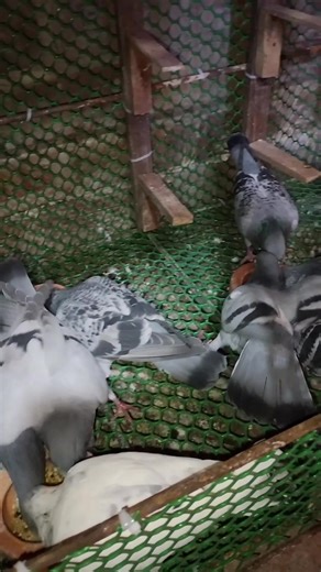 Racing Pigeon Loft Techniques for Beginners