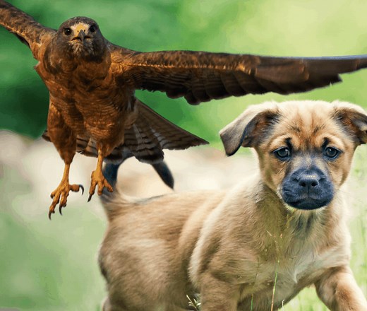How To Protect Small Dogs From Hawks [and Owls] - OodleLife®