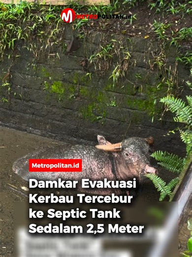 Petugas Pemadam Kebakaran Trenggalek mengevakuasi seekor kerbau betina yang tercebur ke septic tank sedalam 2,5 meter di Desa Widoro, Kecamatan Gandusari, Kabupaten Trenggalek, Selasa (24/2/2026) pagi. Kerbau seberat sekitar 500 kilogram itu diketahui terperosok sekitar pukul 07.00 WIB. Pemilik sempat mencoba mengevakuasi secara mandiri, namun gagal dan kemudian menghubungi Damkar. Delapan personel dikerahkan ke lokasi dan dalam waktu kurang lebih 30 menit, hewan tersebut berhasil diangkat dalam