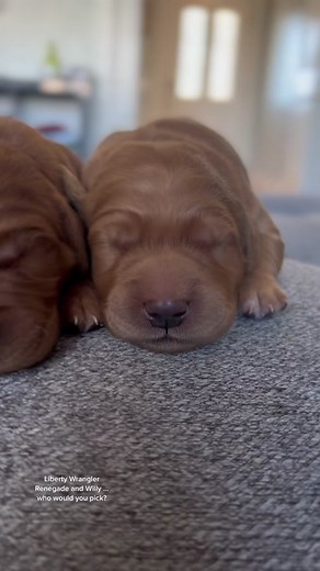 Adorable Newborn Puppies Captured in Heartwarming Video
