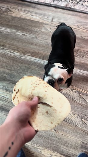 Cyclops dog post for today #y#yappingd#dogm#memesc#cosplayert#tacticalcosplayer