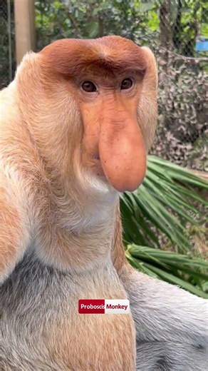 Proboscis Monkey Amazing video.#Chimelong #MonkeyNakula #funny