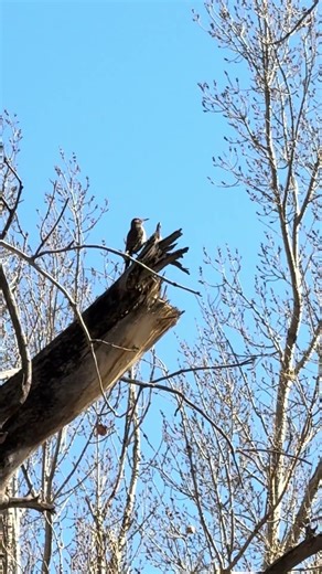 Northern flicker #cute #nature #birds