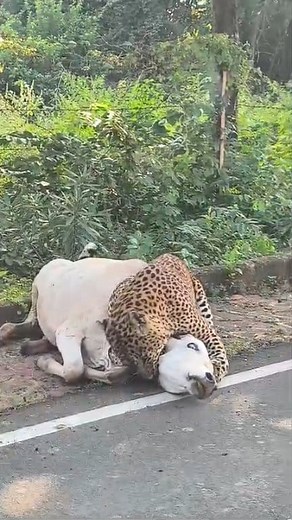 Big Male Leopard Hunting In Day Light #jungle #leopard #discovery #forest #savenature #nationalgeographic #naturelovers #NaturalBeauty #saveearth #bbcearth #wildlife #wildanimals #wildlifeplanet #wildlifeconservation #wildlifephotography #nature #naturephotography #junglevibes #environment #environmentalawareness #photography #shortsreels #reelschallenge #reelsfacebook #short #shotsvideo | Raj Ahlawat