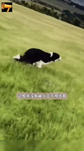世界上第一只边境牧羊犬的故事揭秘