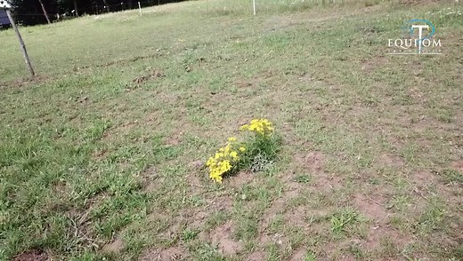 70K views · 402 reactions | ⚠️Plante toxique chevaux (Sénecon de...