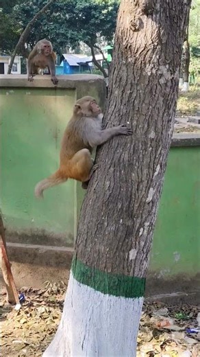 Monkey vs Monkey 😳 Things just got intense!”