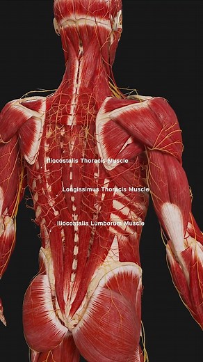 SciePro | Unlock the secrets of the back muscles with our in-depth exploration 🚀💪. Focusing on the spinalis thoracis, iliocostalis thoracis,... | Instagram