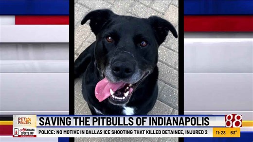 Pet Pals TV: Saving the pit bulls of Indianapolis