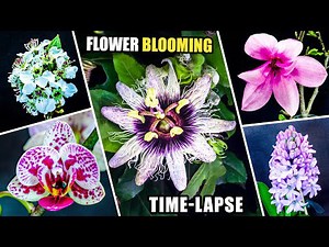 Flower blooming time lapse 1 - Ten blossoms in 200 seconds