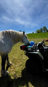 Moved the herd and reunited a lost calf-Trinity to the rescue!#RanchLife #Cow #calf #diy #reels #fun #farmlife #animal #summer #country | Tick Creek Ranch