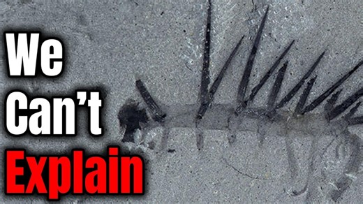 【中英熟肉】已发现的最奇特的灭绝生物