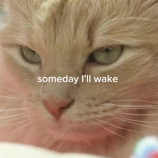 Rip Opie, he was apart of my childhood 😞 #fypシ゚viral #opie #somedayillwakeandrubmyeyes #moriahelizabeth #sadness