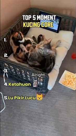 Kucing Core p31 | TOP 5 Moment #top5 #kucinglucu #funnyvideo