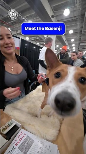 This is a Basenji #akcmeetthebreeds