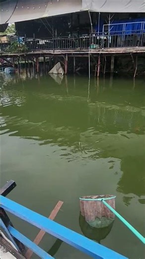 Câu Cá Gặp Hàng KHỦNG 😱 Cá Chép Vàng 8KG Hiếm Gặp!