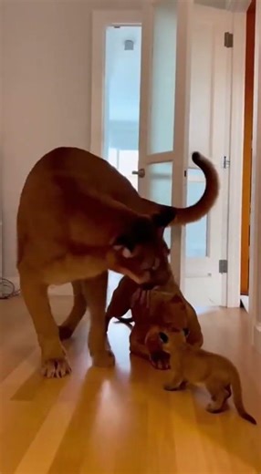 Fierce Puma Mom Defends Baby Cub 😡🐆