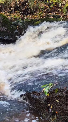 Denne e morsom! Superstilig film av gytevandrende ørret i forskjellige størrelser! Takk for stilig film æ fikk klippe litt til fra Philip Aas #Trout #fish #ørret #fisk #spawning #naturephoto #nature #norge #fiske #fblifestyle | Fiske i Nord-Norge
