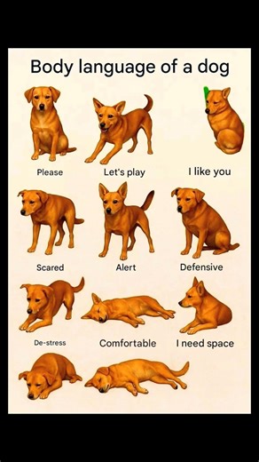 Dog Body Language Explained | Understand What Your Dog Is Saying 🐶