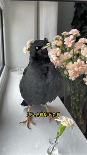 16K views · 688 reactions | Cute Birds can singing ✨ #singbird #birds #love #pet #birdsarefine #reelsfb #commonhillmyna #birdssotalented #birdsbecometheessence #會說話的鳥 #birdwatching #breakbird #animal #talkingbird #birdsofinstagram | Daily Birds | Facebook