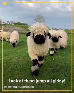 41K views · 347 reactions | What a lucky town  | JOE.co.uk | Facebook