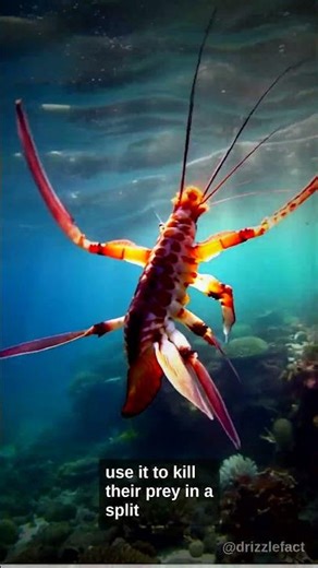 The mantis shrimp can accelerate its claws at the speed of a