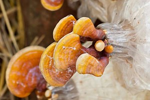 ¿Cómo se cultiva el reishi? El cultivo de reishi en 3 pasos.