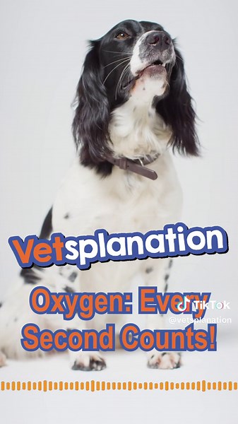Vetsplanation on TikTok