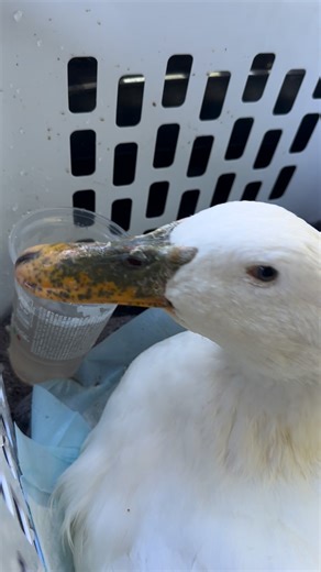 BLOSSOM 🌸 Our precious jumbo Pekin duck, named blossom, needed to go to Medical center For Birds today. Blossom is not standing. When we originally took Blossom in a few years ago, she had infected joints. We were worried it was her joints again, but it’s not. There is no real good reason why blossom is not walking. Dr Baden feels it may be due to arthritis in her legs and hips. We will be trying anti-inflammatories and pain medicines with blossom to see if we can get her walking again. Please 