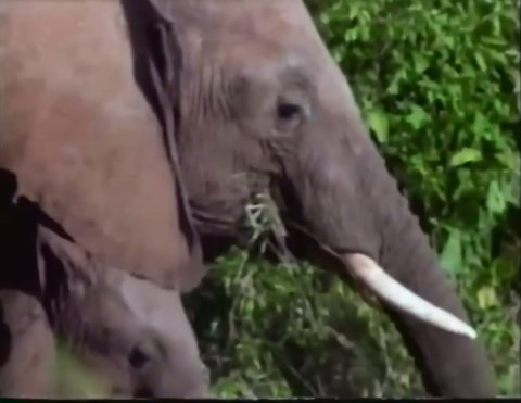 Really Wild Animals: Swinging Safari